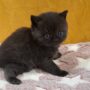 B-Bella